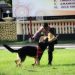 Kapolda Sulut Cek Kesiapan Unit K-9 Direktorat Samapta