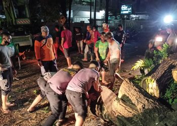 Personel Samapta Polda Sulut Evakuasi 2 Pohon Tumbang di Jalan Ari Lasut Manado