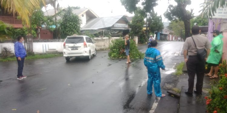 Respons Cepat, Polisi Lakukan Penanganan Pohon Tumbang di Manado