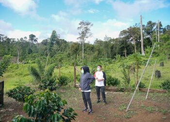 Tinjau Kebun Kopi Mobalang, Mekal Dampingi Walikota Tatong Bara