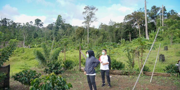 Tinjau Kebun Kopi Mobalang, Mekal Dampingi Walikota Tatong Bara