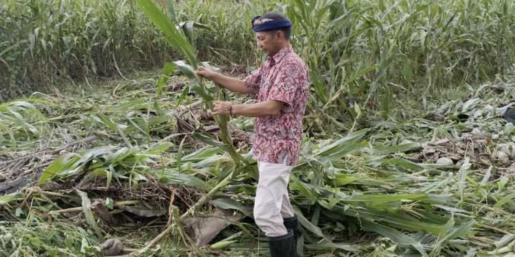 Akibat Banjir Dumoga Ratusan Rumah Terendam, Petani Bolmong Merugi Ribuan Hektar